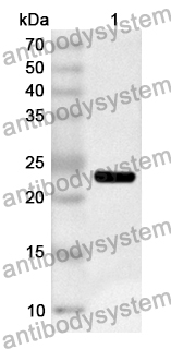 Anti-EZH1 Polyclonal Antibody