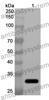 Anti-Human EXO1 Polyclonal Antibody