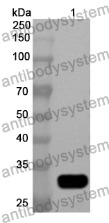 Anti-Human C1QTNF1 Polyclonal Antibody