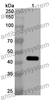 Anti-PDGFD Polyclonal Antibody