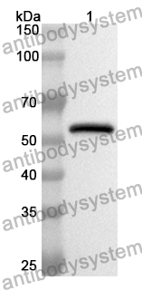 Anti-SCG3 Polyclonal Antibody