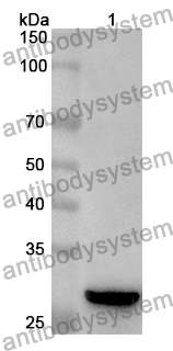 Anti-EMILIN1 Polyclonal Antibody