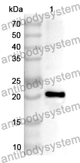 Anti-CLMP Polyclonal Antibody