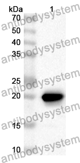 Anti-FLRT1 Polyclonal Antibody