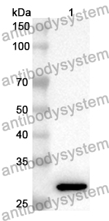 Anti-CDC23 Polyclonal Antibody