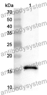 Anti-POLR1H Polyclonal Antibody