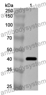 Anti-AMIGO1 Polyclonal Antibody