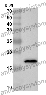 Anti-MCEE Polyclonal Antibody