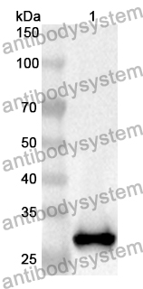 Anti-PAOX Polyclonal Antibody