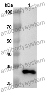 Anti-ELMO1 Polyclonal Antibody