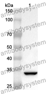 Anti-Human GPR35 Polyclonal Antibody