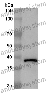 Anti-PROK2 Polyclonal Antibody