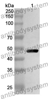 Anti-BTNL2/BTL-II Polyclonal Antibody