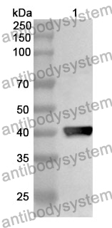 Anti-ADAM19 Polyclonal Antibody