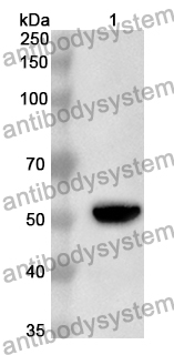 Anti-Human NEU3/Sialidase-3 Polyclonal Antibody