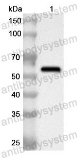 Anti-Human OCEL1 Polyclonal Antibody