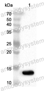 Anti-Human TUBA1A/TUBA3 Polyclonal Antibody