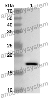 Anti-Human CLEC2D/OCIL/LLT1 Polyclonal Antibody