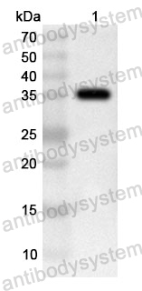 Anti-Human PBK Polyclonal Antibody