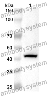 Anti-Human SETD7 Polyclonal Antibody