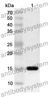 Anti-Human KLRG1/CLEC15A Polyclonal Antibody