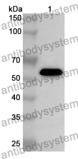 Anti-Human IDO2/INDOL1 Polyclonal Antibody