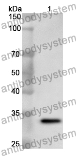 Anti-Human MUCL1/SBEM Polyclonal Antibody