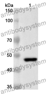 Anti-Human ATG4A Polyclonal Antibody