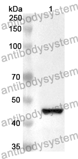 Anti-Human TRIM33 Polyclonal Antibody