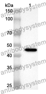 Anti-Human STAMBPL1/AMSHLP Polyclonal Antibody