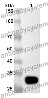 Anti-Human CAGE1/CTAG3 Polyclonal Antibody