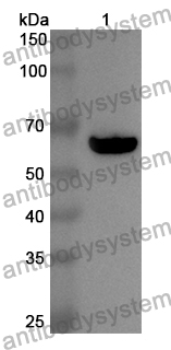 Anti-Human SAMHD1 Polyclonal Antibody