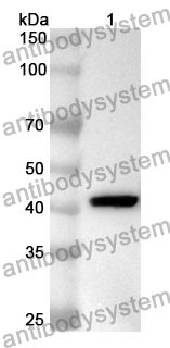 Anti-Human MIEF1 Polyclonal Antibody