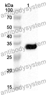 Anti-Human SIRT3 Polyclonal Antibody