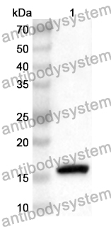 Anti-Human MRPS18B Polyclonal Antibody