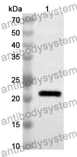 Anti-Human LIN28A Polyclonal Antibody