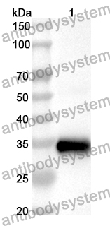 Anti-Human BBC3 Polyclonal Antibody