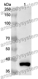 Anti-Human MIEF2 Polyclonal Antibody