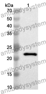 Anti-Human PPARGC1A Polyclonal Antibody