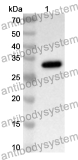 Anti-Human MRPL44 Polyclonal Antibody