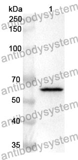 Anti-Human P2RX4 Polyclonal Antibody