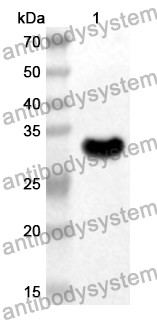 Anti-Human P2RX4 Polyclonal Antibody