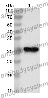 Anti-Human CAVIN1 Polyclonal Antibody