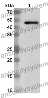 Anti-Human MRPS27 Polyclonal Antibody