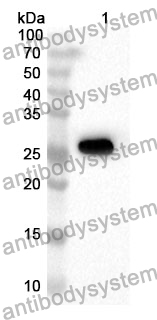 Anti-Human MED15 Polyclonal Antibody