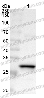 Anti-Human SRXN1 Polyclonal Antibody