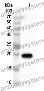 Anti-Human PHB2 Polyclonal Antibody