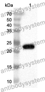 Anti-Human CAVIN3 Polyclonal Antibody