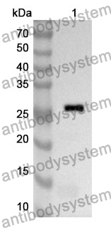 Anti-Human ATG14 Polyclonal Antibody