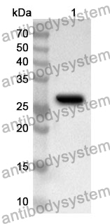 Anti-Human FASTKD2 Polyclonal Antibody